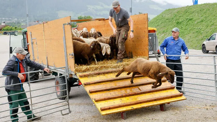 Rund 700 Schafe verbringen auch heuer wieder den Sommer auf dem Hauser Kaibling
