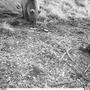 In einem Jagdgebiet zwischen Magdalensberg, Christofberg und Lippekogel wurde ein Bär fotografiert