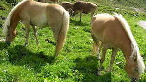 Drei Pferde hielten sich Donnerstagfrüh auf der S 6, Semmering-Schnellstraße, im Bereich der Fahrbahn auf
