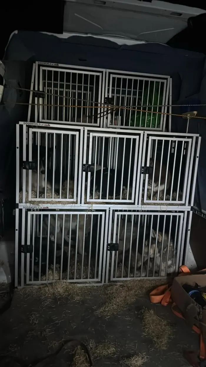 18 Hunde haben im Van der Steirerin Platz, auf das Abenteuer nimmt Kristina Schöller 14 Hunde mit