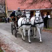 Im Lipizzanergestüt Piber werden am 24. Dezember Kinderführungen angeboten