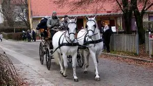 Im Lipizzanergestüt Piber werden am 24. Dezember Kinderführungen angeboten