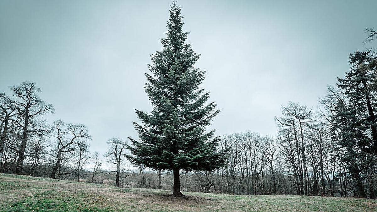 Baum gefällt Anzeige Polizei Staatsanwaltschaft Bürgermeister Kärnten Feldkirchen  | Ein gefällter Baum war Grund für die Anzeige bei der Staatsanwaltschaft 