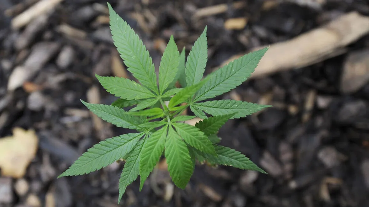 Cannabis war in Überraschungsei-Hülle versteckt