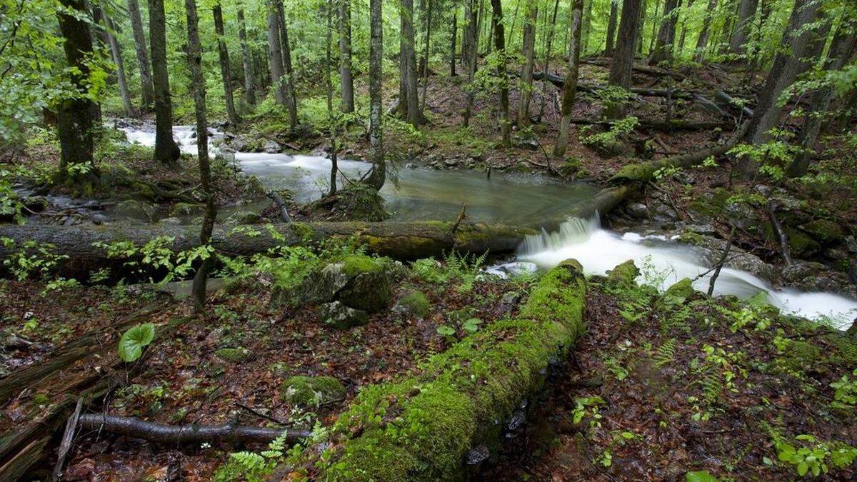 Das Gebiet wäre eines der letzten unberührten Waldgebiete der Steiermark gewesen