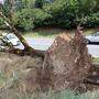 Ein samt Wurzelstock umgestürzter Baum an der B94 zeigte am Tag nach dem Sturm noch dessen Kraft