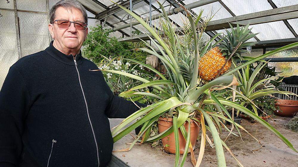Der Knittelfelder Heinz Galla lässt sich seit 20 Jahren seine eigenen Ananas schmecken