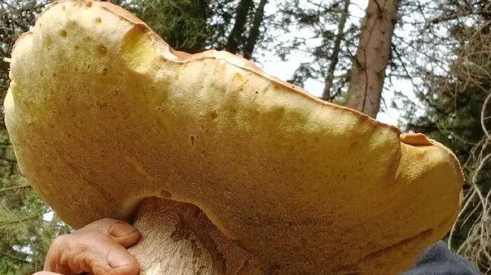 Martin Hebenstreit aus Friesach fand einen riesigen Steinpilz