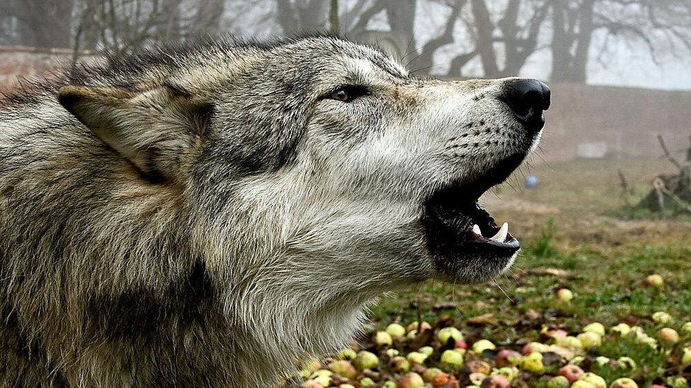 Ein Wolf sorgt für falsche Fährten in &quot;Wolfssommer&quot;