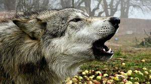 Ein Wolf sorgt für falsche Fährten in &quot;Wolfssommer&quot;