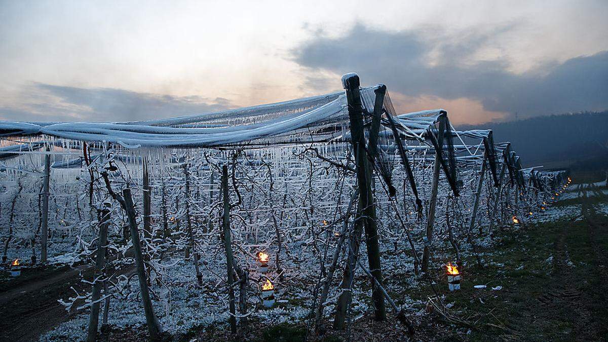 Frost bedroht Obstgärten