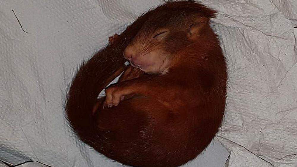 Das Eichhörnchen schlief vor lauter Schreck ein