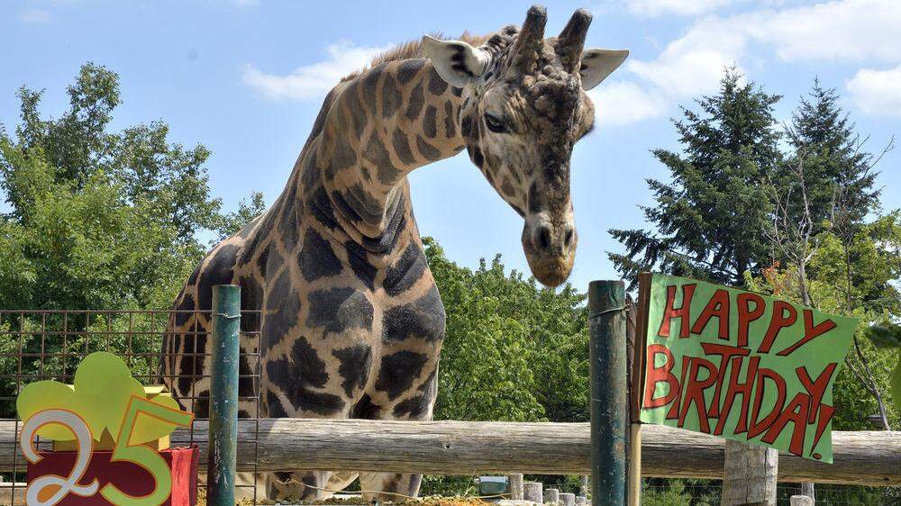 Hoch soll er leben: Kimbar, der älteste Giraffenbulle Europas
