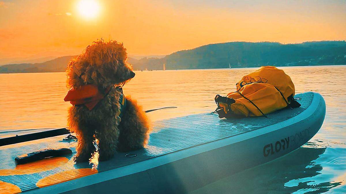 Maltipoo &quot;Farmer&quot; genießt eine Ausfahrt am Wörthersee