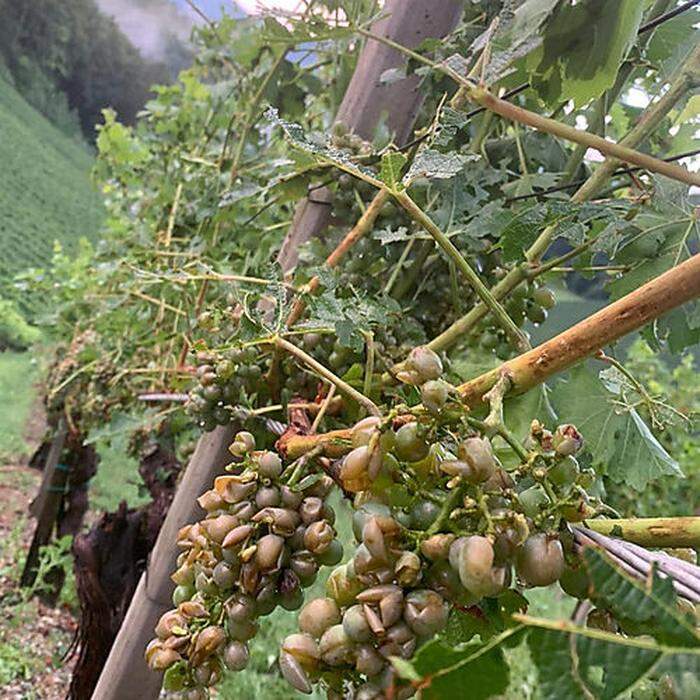 Hagel zerstörte große Weinflächen - hier ein Bild aus Leutschach