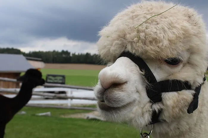 Das ist Valentin, mit ihm und seinen Alpaka-Freunden kann man auf dem Sun-Star-Alpaca-Hof in Trefling wandern gehen.
