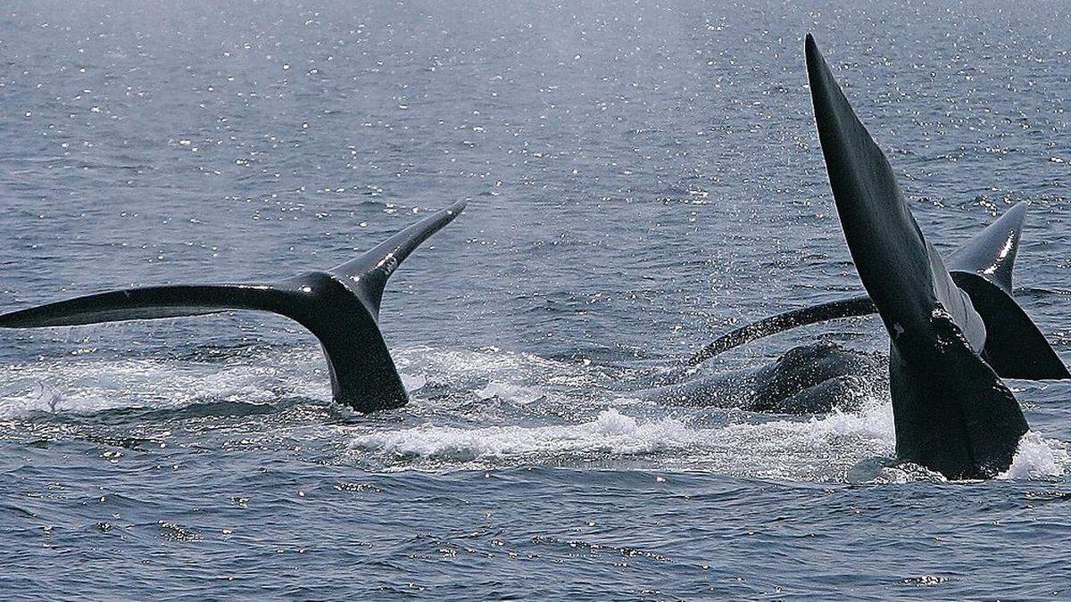In Island verzichtet man auch 2020 auf den Walfang