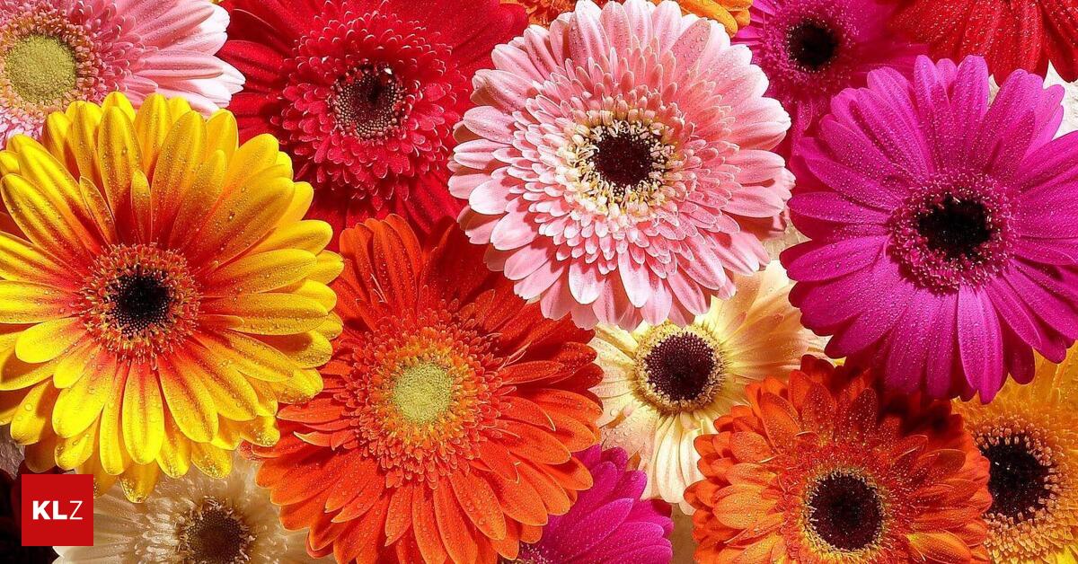 Diese-Blumen-Trends-pr-gen-den-Muttertag-2026