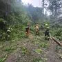 Umgestürzte Bäume sorgten beinahe im gesamten Bezirk für Feuerwehreinsätze
