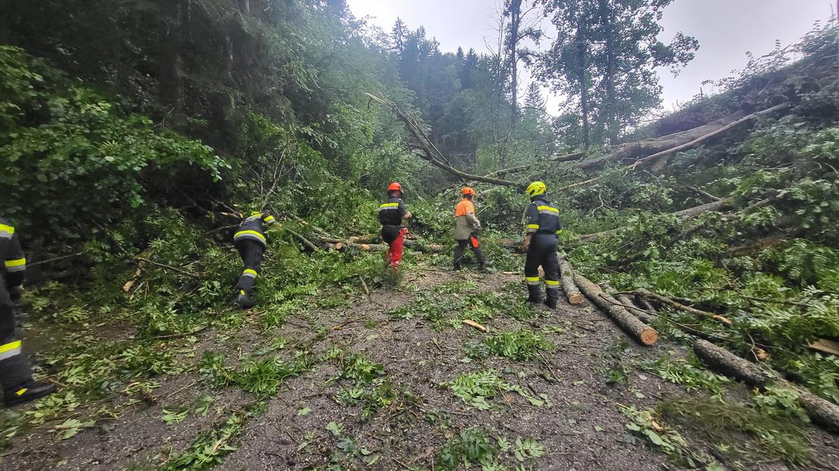 Umgestürzte Bäume sorgten beinahe im gesamten Bezirk für Feuerwehreinsätze