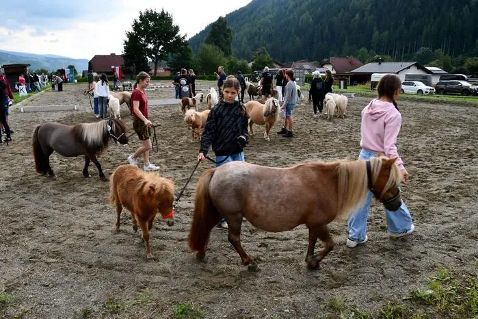 Die Landesponyschau war erstmals in Schöder.