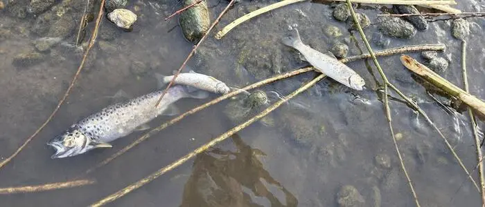 Tote Fische im Flachwasser