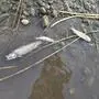Tote Fische im Flachwasser