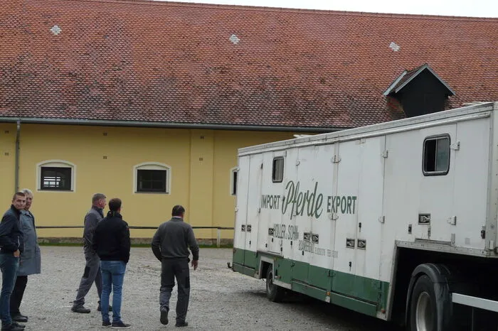 Ankunft der Hengste aus der Spanischen Hofreitschule