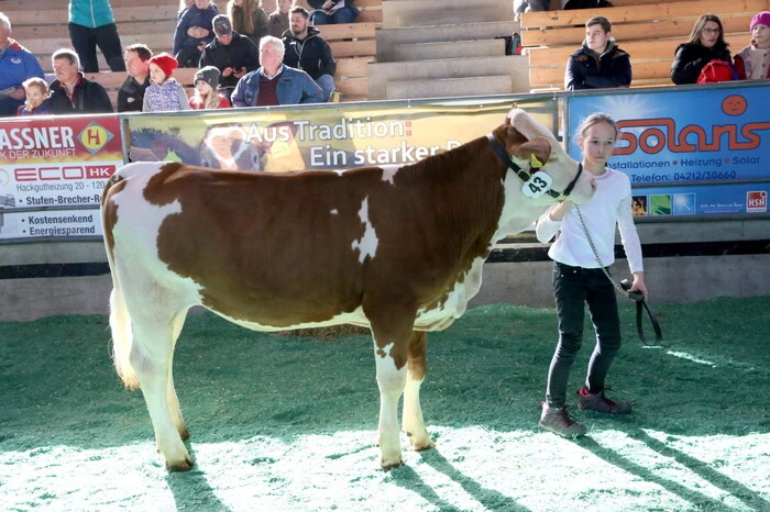 Die Versteigerungshalle war am Samstag Austragungsort des „Grand Prix der Kärntner Jungzüchter“. 