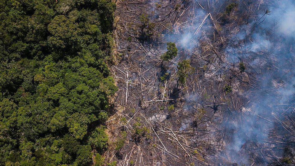  Von August 2020 bis Juli 2021 wurden demnach 13.235 Quadratkilometer Regenwald zerstört