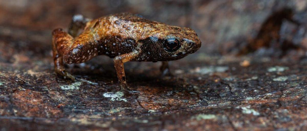 Dieser Frosch ist in Brasilien entdeckt worden