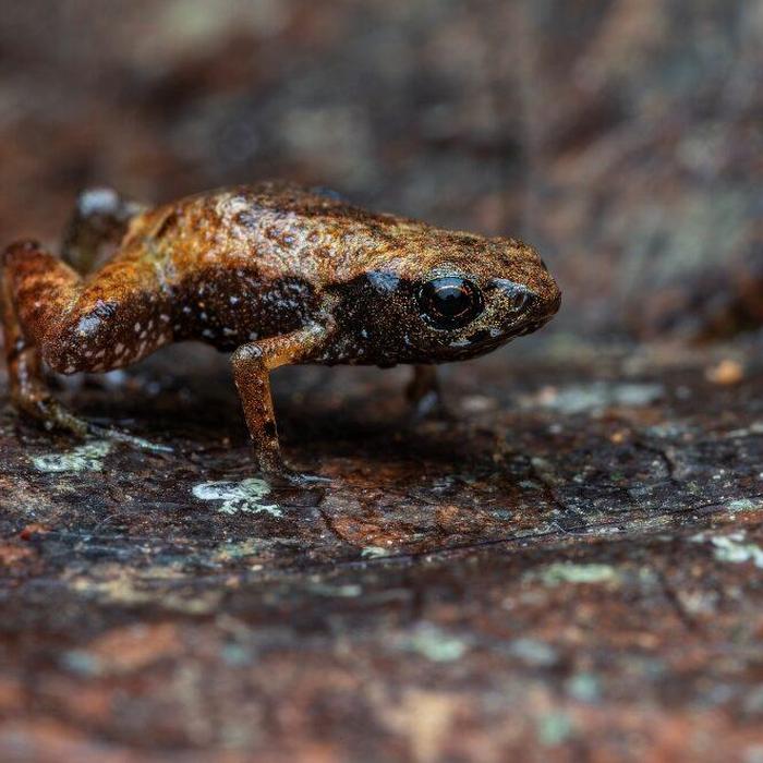 Dieser Frosch ist in Brasilien entdeckt worden