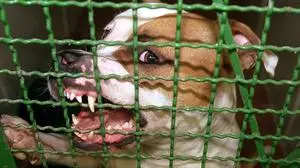 APA1651226-2 - 17122009 - WIEN - ÖSTERREICH: ZU APA 339 II - Die Wiener sollen bei der Volksbefragung im Februar darüber abstimmen, ob für bestimmte "gefährliche Hunderassen" ein für Halter verpflichtender Führschein eingeführt wird. Ein Expertengremium hat nun erarbeitet, welche Hunde von dieser Maßnahme betroffen wären. Archivbild vom 26.08.1999 : Der Pitbull-Rüde "Jerry" aus dem Hamburger Tierheim soll eingeschläfert werden. Der 33 Kilo schwere Kampfhund hatte in den vergangenen Tagen eine Frau, die ihn aus dem Zwinger holen wollte, gebissen und schwer verletzt hat. dpa/lno  APA-FOTO: Rolf Rick/dpa