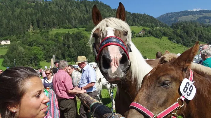 Freunde von Vierbeinern kamen am 27. August auf ihre Kosten.