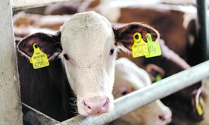 Die Ohrmarken müssen die Kälber  innerhalb von sieben Tagen nach der  Geburt tragen