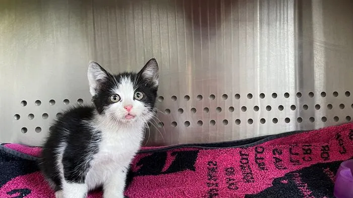 Ein Kätzchen (am Foto) wurde im Auto deutscher Urlauber am Parkplatz beim Lidl in Treffen entdeckt. Wo genau das Kitten zugestiegen ist, weiß man nicht. Besitzer des Tieres, die es wieder erkennen, sollen sich bitte im Villacher Tierheim melden, wo das Jungtier untergekommen ist. Kontakt: Kärntner Tierschutzverein Villach, Pogöriacherstraße 102 in Villach, Telefon: (04242) 54 1 25, www.tierschutzvereinvillach.at