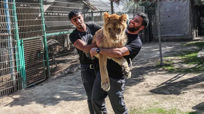 Als "Spielzeug" für Kinder wird die junge Löwin "Falestine" im Rafah-Zoo im Gazastreifen verkauft.