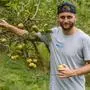 Jakob Jantscher bei der Ernte seiner Äpfel.