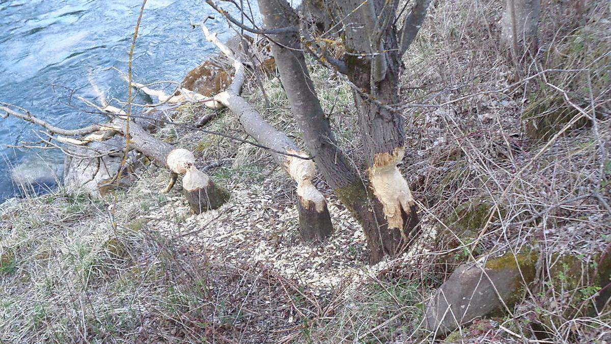 Hier dürfte sich ein Biber als Holzfäller betätigen