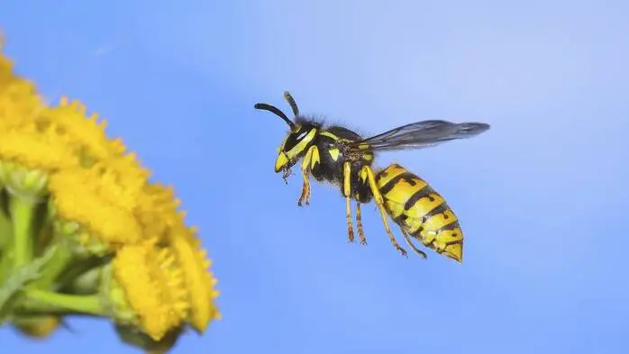 Eine Wespe im Flug