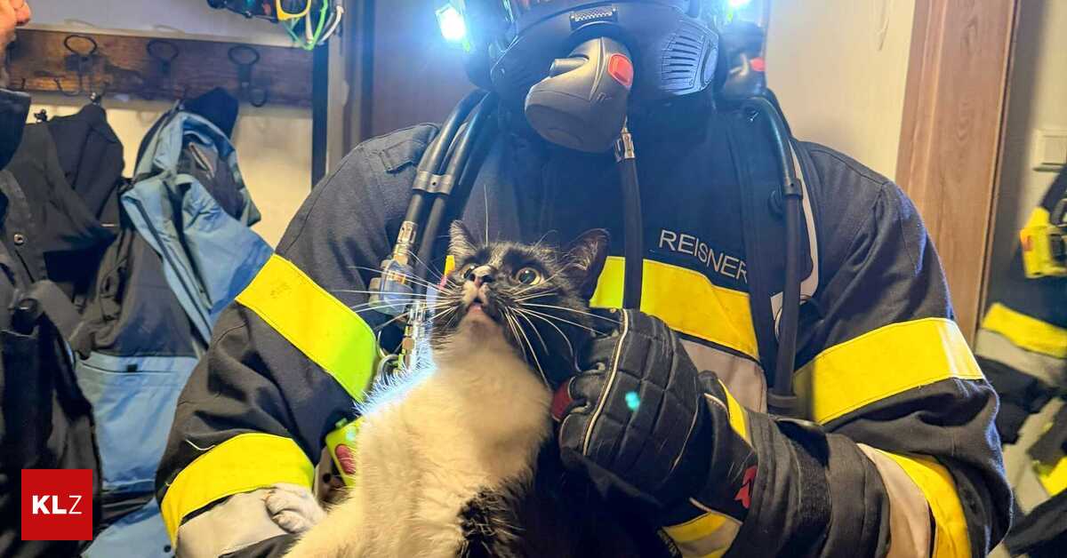 Akkumulator-fing-Feuer-Feuerwehr-rettet-Katzen-aus-schwerverrauchter-Wohnung