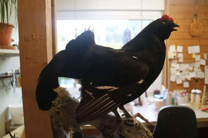 Ein fertiger Birkhahn.