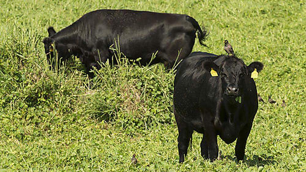 Die zwei Wagyu-Rinder genossen ihre letzten drei Sommermonate im Sonnendorf Gaimberg