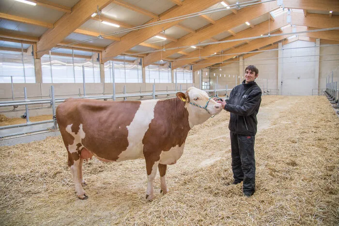 Matthias Tieber mit Jungkuh "Josi"