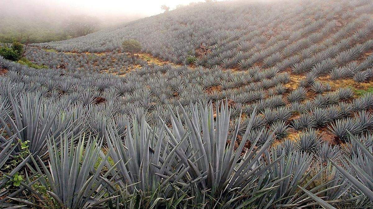 Hier wird der berühmte Tequila produziert 