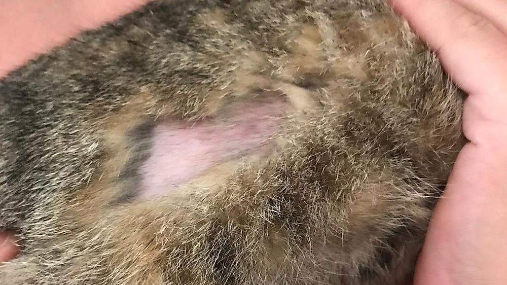 Das jüngste Katzenopfer: Ein Teil des Fells dürfte ausrasiert worden sein. Die Katze blieb sonst unverletzt