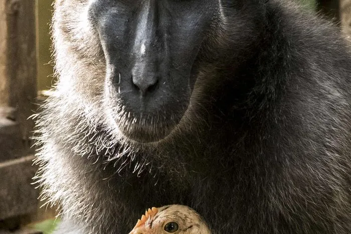 "Es sieht so aus, als habe die vierjährige Niv Schwierigkeiten, einen Partner zu finden", sagte Zoo-Sprecherin Mor Porat.