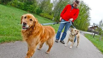 hunde an die leine, Gassi gehen