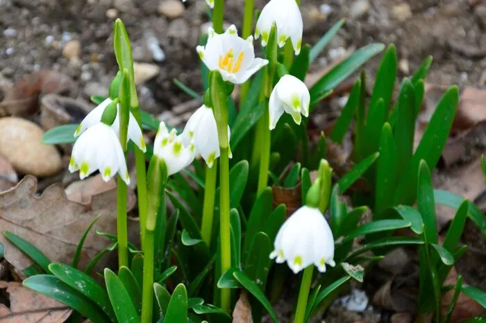 Diese hübschen Frühlingsknotenblumen hat Leser-Reporterin Margit Schadler aus Wildon fotografiert.