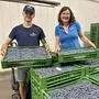Marianne Grinschgl und Mitarbeiter Lukas Paar im Kühlraum: Die frisch geernteten Heidelbeeren werden noch am selben Tag ausgeliefert oder ab Hof verkauft